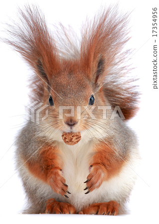 squirrel 17354956