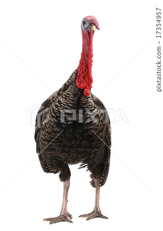 Turkey Turkey 17354957