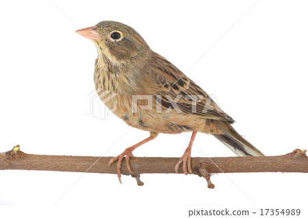 Reed Bunting 17354989