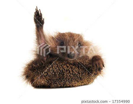 Standing hedgehog 17354990