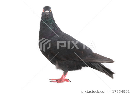 dove 17354991