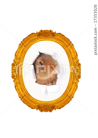 Brown Rabbit 17355026