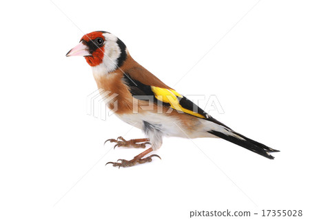 goldfinch goldfinch 17355028