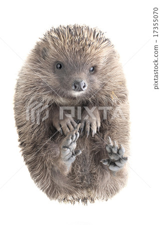 hedgehog hedgehog 17355070
