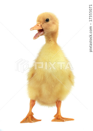 duck duck 17355071