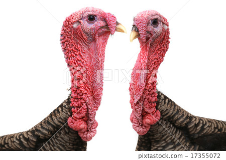 Turkey Turkey 17355072