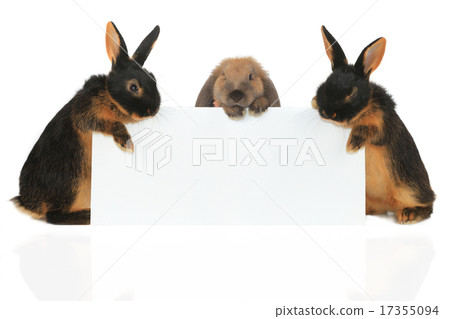 two rabbit 17355094