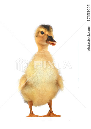 duck 17355095