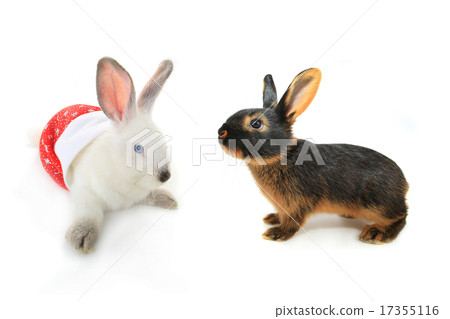 white rabbit 17355116