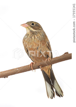 Reed Bunting 17355141