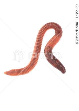 worm worm 17355155