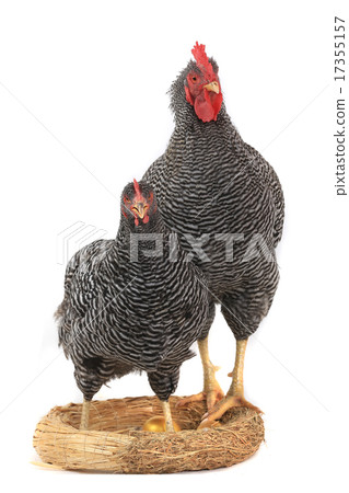 rooster and hen rooster and hen 17355157