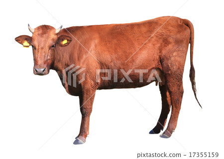 brown cow brown cow 17355159