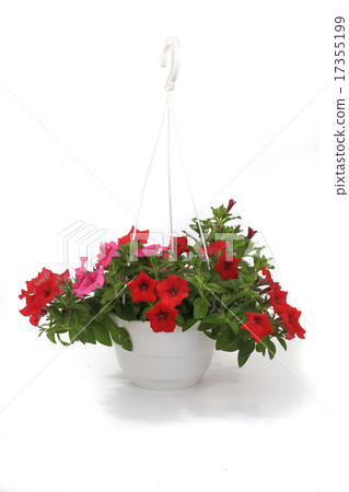 Petunia is a trumpet shaped Petunia is a trumpet shaped 17355199