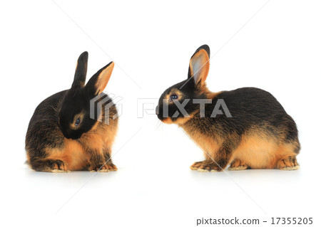 two brown rabbit two brown rabbit 17355205
