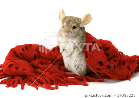 chinchilla chinchilla 17355225