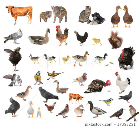 livestock 17355251