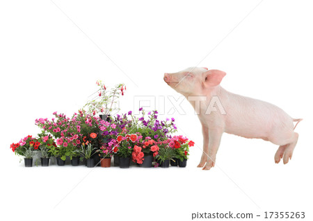 pig andl flover pig andl flover 17355263
