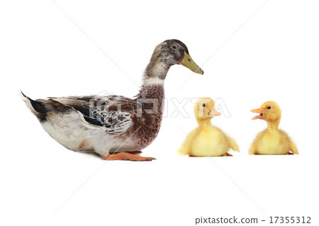 duck 17355312