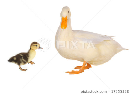 duck duck 17355338