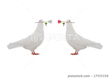two dove 17355339