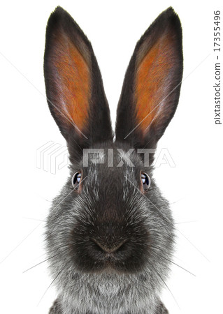 portrait rabbit portrait rabbit 17355496
