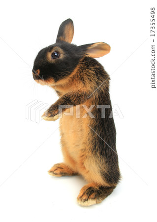 brown rabbit brown rabbit 17355498