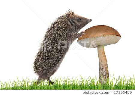hedgehog hedgehog 17355499