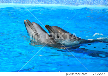 two dolphins two dolphins 17355544