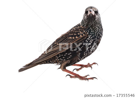 European starling European starling 17355546