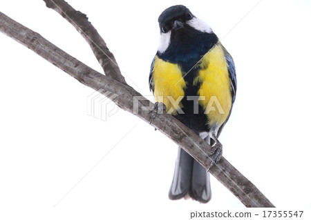 titmouse titmouse 17355547