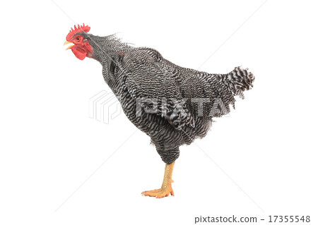 Rooster Rooster 17355548