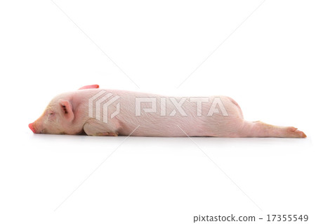 pig pig 17355549