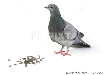 gray dove gray dove 17355550