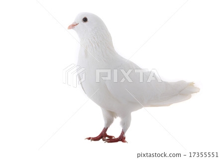 white dove white dove 17355551