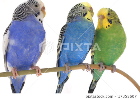 budgie budgie 17355607