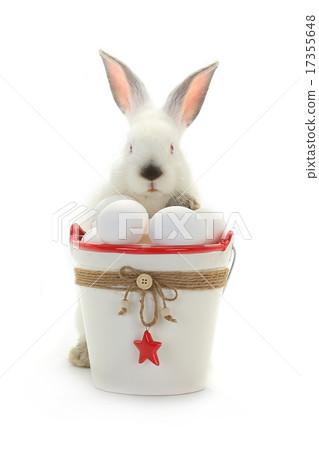rabbit rabbit 17355648