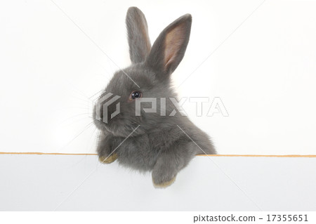 gray rabbit gray rabbit 17355651