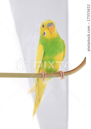 budgie 17355652