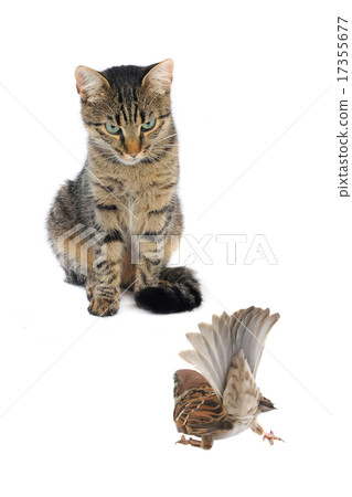 cat with a sparrow cat with a sparrow 17355677