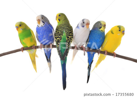 budgie budgie 17355680