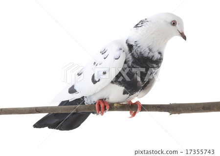 white dove white dove 17355743
