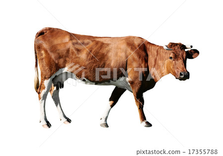 brown cow brown cow 17355788