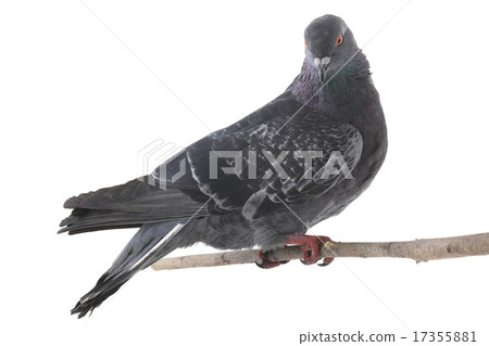 dove dove 17355881