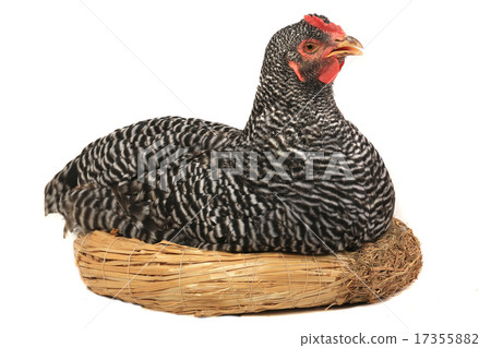 grey hen grey hen 17355882