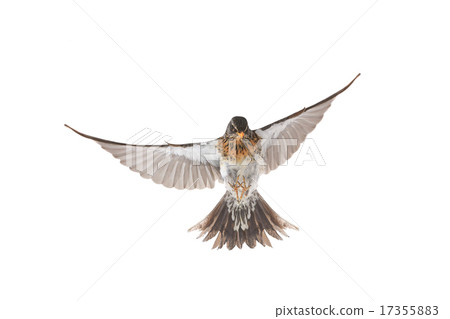 thrush thrush 17355883