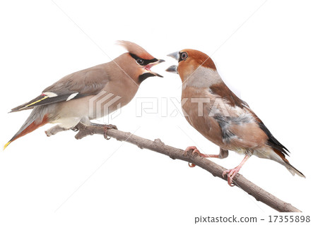 birds 17355898