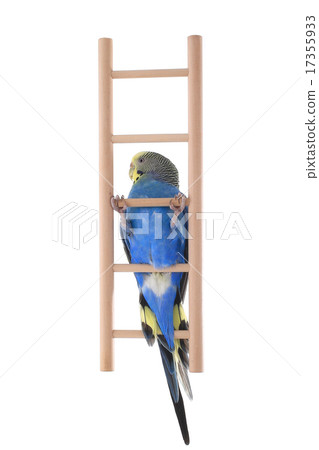 budgie budgie 17355933