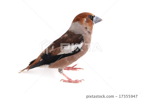 grosbeak grosbeak 17355947