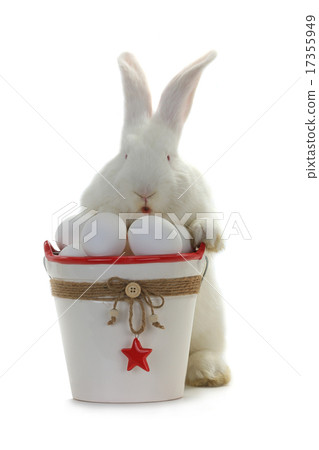 rabbit 17355949